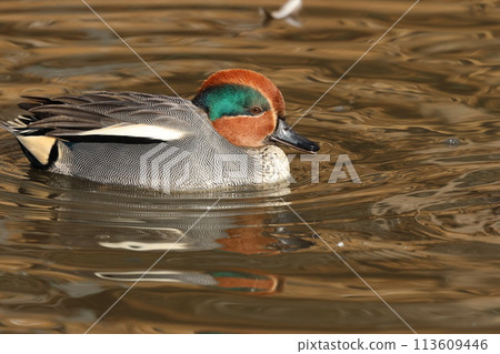 A small duck, the teal, that migrates to Japan as a winter bird. 113609446
