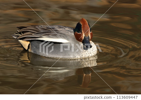 A small duck, the teal, that migrates to Japan as a winter bird. 113609447