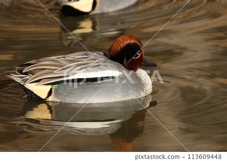 A small duck, the teal, that migrates to Japan as a winter bird. 113609448