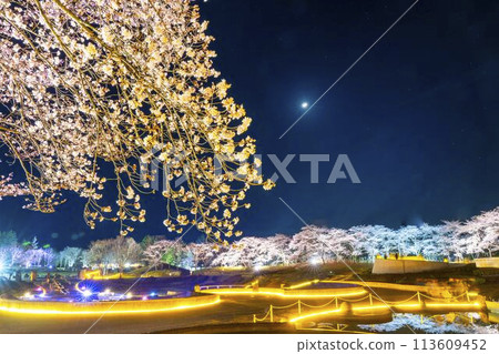 Michinoku Lakeside National Park: Nighttime cherry blossom illumination "Michinoku Flower Lights" Kawasaki Town, Miyagi Prefecture 113609452