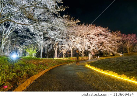 Michinoku Lakeside National Park: Nighttime cherry blossom illumination "Michinoku Flower Lights" Kawasaki Town, Miyagi Prefecture Michinoku Lakeside National Park: Nighttime cherry blossom illumination "Michinoku Flower Lights" Kawasaki Town, Miyagi Prefecture 113609454