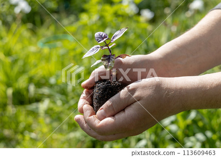 A male farmer holds a basil seedling in his hands. Agriculture and farming concept. 113609463