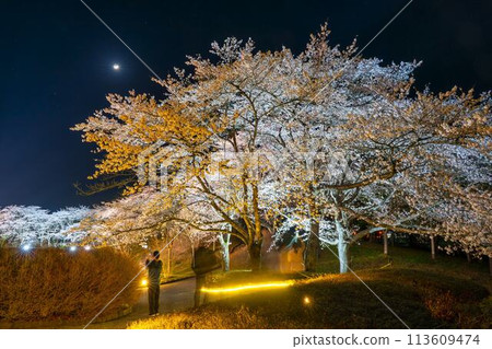 國立陸奧湖畔公園 夜間櫻花燈飾「陸奧花燈」 宮城縣川崎町 國立陸奧湖畔公園 夜間櫻花燈飾「陸奧花燈」 宮城縣川崎町 113609474