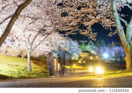 Michinoku Lakeside National Park: Nighttime cherry blossom illumination "Michinoku Flower Lights" Kawasaki Town, Miyagi Prefecture 113609488