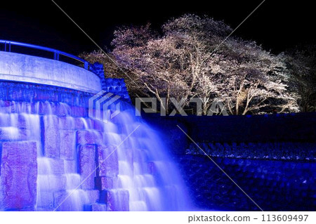 Michinoku Lakeside National Park: Nighttime cherry blossom illumination "Michinoku Flower Lights" Kawasaki Town, Miyagi Prefecture 113609497