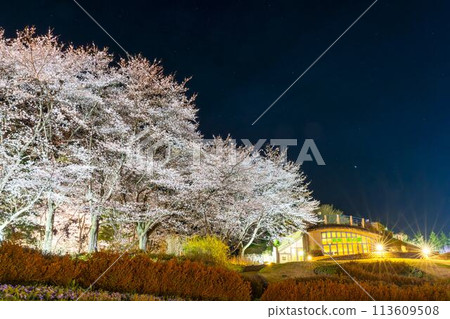 Michinoku Lakeside National Park: Nighttime cherry blossom illumination "Michinoku Flower Lights" Kawasaki Town, Miyagi Prefecture Michinoku Lakeside National Park: Nighttime cherry blossom illumination "Michinoku Flower Lights" Kawasaki Town, Miyagi Prefecture 113609508