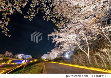 國立陸奧湖畔公園 夜間櫻花燈飾「陸奧花燈」 宮城縣川崎町 113609518