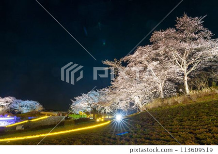 國立陸奧湖畔公園 夜間櫻花燈飾「陸奧花燈」 宮城縣川崎町 113609519