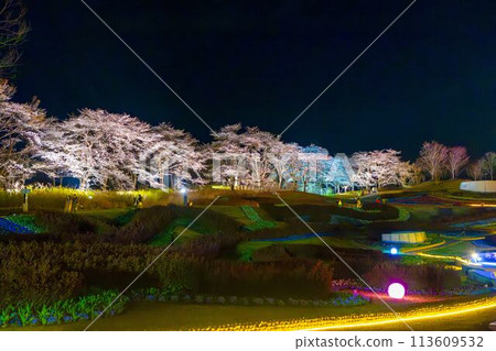 Michinoku Lakeside National Park: Nighttime cherry blossom illumination "Michinoku Flower Lights" Kawasaki Town, Miyagi Prefecture 113609532