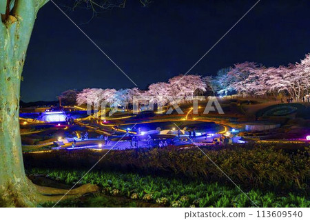 國立陸奧湖畔公園 夜間櫻花燈飾「陸奧花燈」 宮城縣川崎町 113609540