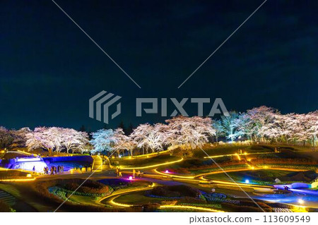 Michinoku Lakeside National Park: Nighttime cherry blossom illumination "Michinoku Flower Lights" Kawasaki Town, Miyagi Prefecture Michinoku Lakeside National Park: Nighttime cherry blossom illumination "Michinoku Flower Lights" Kawasaki Town, Miyagi Prefecture 113609549
