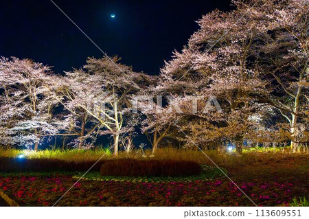 Michinoku Lakeside National Park: Nighttime cherry blossom illumination "Michinoku Flower Lights" Kawasaki Town, Miyagi Prefecture 113609551