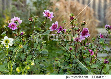 Close up of a blue bayou dahlia in bloom Close up of a blue bayou dahlia in bloom 113609552
