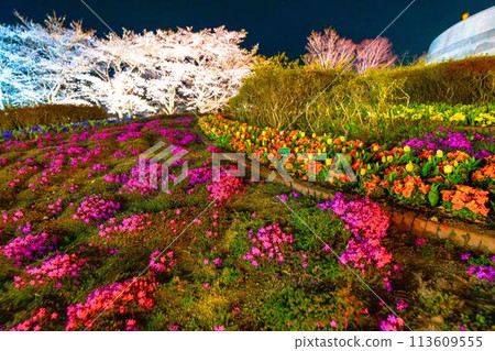 國立陸奧湖畔公園 夜間櫻花燈飾「陸奧花燈」 宮城縣川崎町 國立陸奧湖畔公園 夜間櫻花燈飾「陸奧花燈」 宮城縣川崎町 113609555