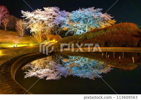 國立陸奧湖畔公園 夜間櫻花燈飾「陸奧花燈」 宮城縣川崎町 113609563