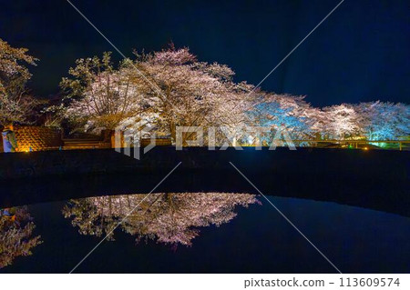 國立陸奧湖畔公園 夜間櫻花燈飾「陸奧花燈」 宮城縣川崎町 國立陸奧湖畔公園 夜間櫻花燈飾「陸奧花燈」 宮城縣川崎町 113609574