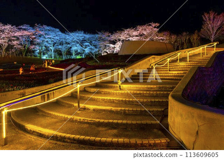 國立陸奧湖畔公園 夜間櫻花燈飾「陸奧花燈」 宮城縣川崎町 113609605