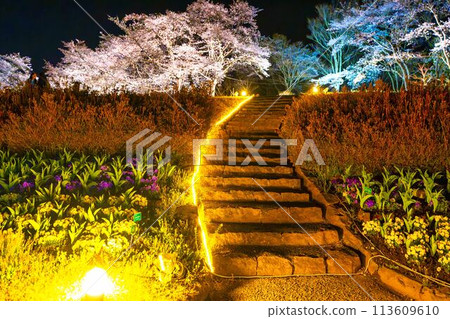 國立陸奧湖畔公園 夜間櫻花燈飾「陸奧花燈」 宮城縣川崎町 113609610