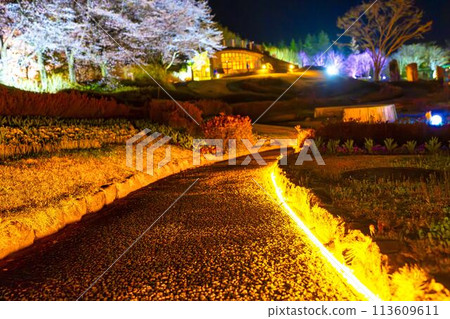 Michinoku Lakeside National Park: Nighttime cherry blossom illumination "Michinoku Flower Lights" Kawasaki Town, Miyagi Prefecture 113609611