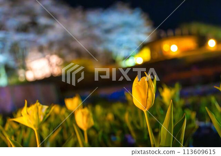 Michinoku Lakeside National Park: Nighttime cherry blossom illumination "Michinoku Flower Lights" Kawasaki Town, Miyagi Prefecture Michinoku Lakeside National Park: Nighttime cherry blossom illumination "Michinoku Flower Lights" Kawasaki Town, Miyagi Prefecture 113609615