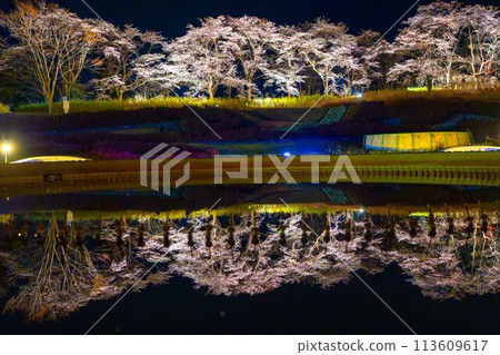 國立陸奧湖畔公園 夜間櫻花燈飾「陸奧花燈」 宮城縣川崎町 113609617
