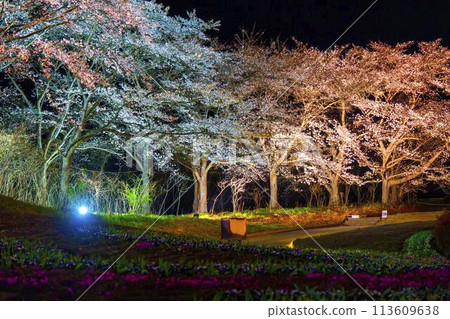 國立陸奧湖畔公園 夜間櫻花燈飾「陸奧花燈」 宮城縣川崎町 國立陸奧湖畔公園 夜間櫻花燈飾「陸奧花燈」 宮城縣川崎町 113609638