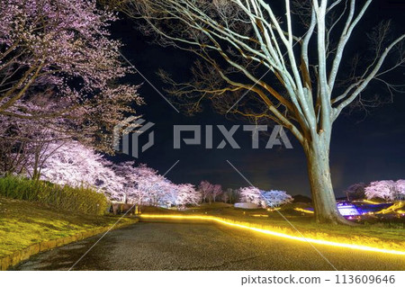 國立陸奧湖畔公園 夜間櫻花燈飾「陸奧花燈」 宮城縣川崎町 113609646
