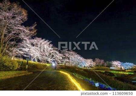 國立陸奧湖畔公園 夜間櫻花燈飾「陸奧花燈」 宮城縣川崎町 國立陸奧湖畔公園 夜間櫻花燈飾「陸奧花燈」 宮城縣川崎町 113609650