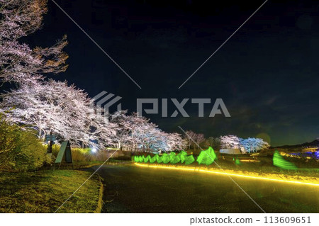 國立陸奧湖畔公園 夜間櫻花燈飾「陸奧花燈」 宮城縣川崎町 國立陸奧湖畔公園 夜間櫻花燈飾「陸奧花燈」 宮城縣川崎町 113609651