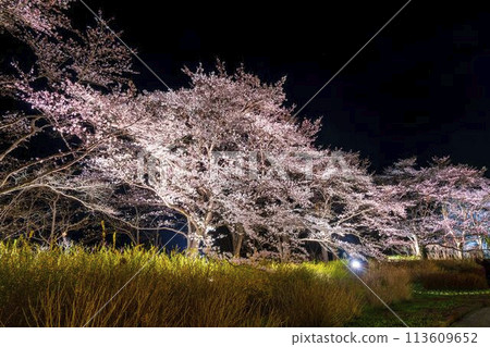 Michinoku Lakeside National Park: Nighttime cherry blossom illumination "Michinoku Flower Lights" Kawasaki Town, Miyagi Prefecture Michinoku Lakeside National Park: Nighttime cherry blossom illumination "Michinoku Flower Lights" Kawasaki Town, Miyagi Prefecture 113609652