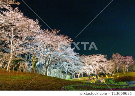 Michinoku Lakeside National Park: Nighttime cherry blossom illumination "Michinoku Flower Lights" Kawasaki Town, Miyagi Prefecture 113609655