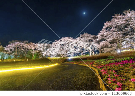 國立陸奧湖畔公園 夜間櫻花燈飾「陸奧花燈」 宮城縣川崎町 113609663