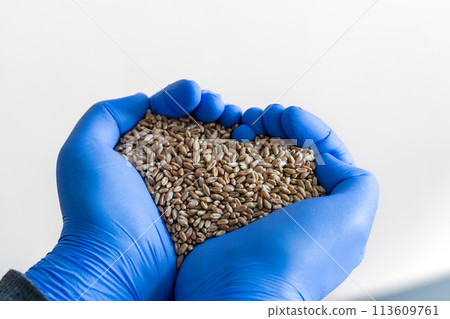 Close-up of a handful of wheat seeds in hands 113609761