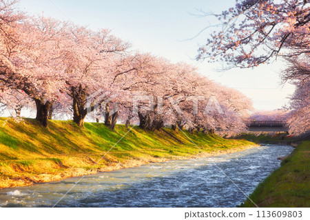 Spring Quartet at Asahifuna River in Toyama Prefecture 113609803