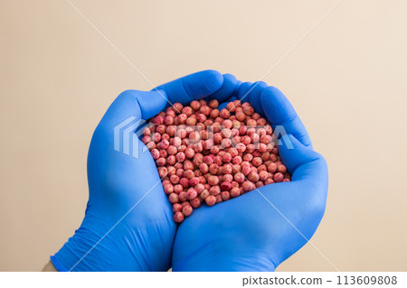 Close-up of a handful in the hands in the form of a heart etched soybean seeds 113609808