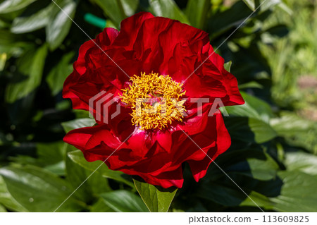 Paeonia Mackinac Grand flowers in garden. Bright red peony flowers, close-up 113609825