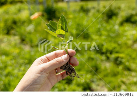 A hand holds a young swan weed plant. Atriplex patula A hand holds a young swan weed plant. Atriplex patula 113609912