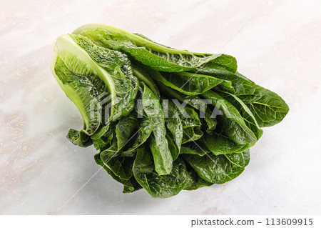 Green fresh juicy Romano salad Green fresh juicy Romano salad 113609915