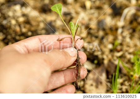 hand holding dandelion root. Weeding the garden from weeds. Dandelion removal. Uprooted blooming dandelions in hands hand holding dandelion root. Weeding the garden from weeds. Dandelion removal. Uprooted blooming dandelions in hands 113610025