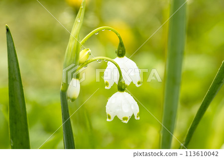 Close up shot of the Summer snowflake or Loddon lily leucojum aestivum flowering with white pendant flowers with greenish marks 113610042