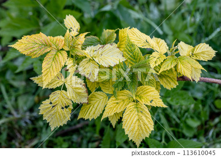 Raspberry plant with yellow leaves, green veins. Nutrient deficiency. Probably lack of iron. Gardening problem. Raspberry plant with yellow leaves, green veins. Nutrient deficiency. Probably lack of iron. Gardening problem. 113610045