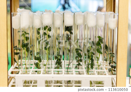 Potato meristem in vitro. Sprouts of an agricultural plant grown in vitro. Potato meristem in vitro. Sprouts of an agricultural plant grown in vitro. 113610050