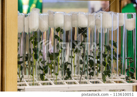 Potato meristem in vitro. Sprouts of an agricultural plant grown in vitro. Potato meristem in vitro. Sprouts of an agricultural plant grown in vitro. 113610051