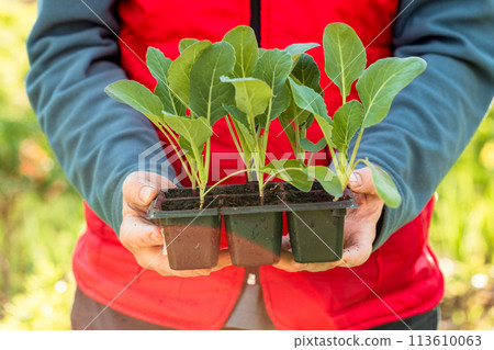 Cabbage seedlings in the hands of a person. Young cabbage. Summer in the garden Cabbage seedlings in the hands of a person. Young cabbage. Summer in the garden 113610063
