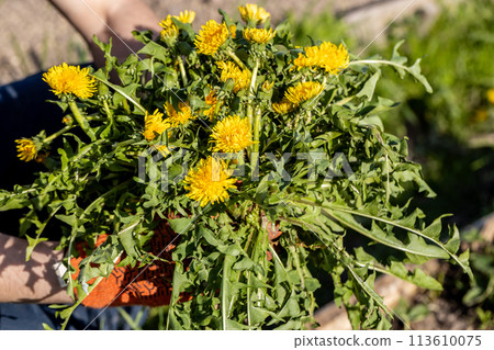 Gardeners hand holding a weed bunch, dandelion plant with large roots system. 113610075
