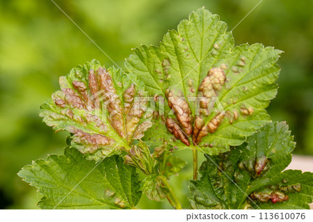 Red currant leaves attacked by the fungus Anthracnose. Gallic aphids on the leaves 113610076
