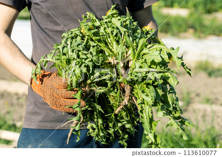 Gardeners hand holding a weed bunch, dandelion plant with large roots system. 113610077