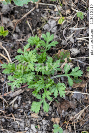 mugwort that grows well in spring. mugwort that grows well in spring. 113610119