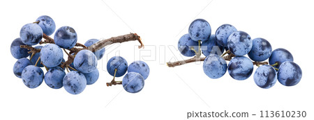 Fresh blackthorn berries with twig, prunus spinosa isolated on white background with full depth of field 113610230