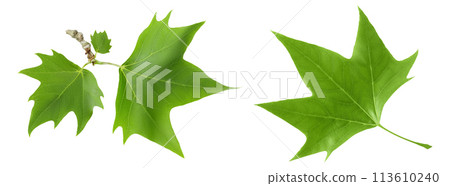 Platanus tree, sycamore leave isolated on white background. Top view. Flat lay Platanus tree, sycamore leave isolated on white background. Top view. Flat lay 113610240